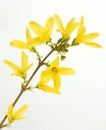 Forsythias Royalty Free Stock Photo