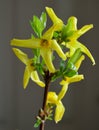 Forsythia Intermedia Lynwood yellow flower macro vertical