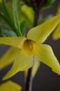 Forsythia yellow flower macro Forsythia Intermedia Lynwood vertical