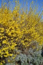 Forsythia Intermedia Lynwood yellow flower hedge with Salvia Sage plant vertical