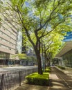 Fort Bonifacio, Taguig, Philippines: A tree lined sidewalk along 5th avenue in BGC. An empty sidewalk and avenue. Royalty Free Stock Photo