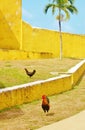 Fort christiansted st croix usvi wild chickens guards