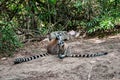 Pair of ring-tailed lemurs with their long striped tails