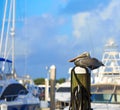 Fort Lauderdale Pelican bird in marina Florida