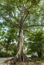 FORT MYERS, FLORIDA - MAY 02, 2015: Edison and Ford Winter Estates Park Tree Royalty Free Stock Photo