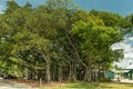 FORT MYERS, FLORIDA - MAY 02, 2015: Edison and Ford Winter Estates Park Tree. Giant Tree in Fort Myers, Florida. Royalty Free Stock Photo