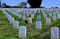 Fort Rosecrans National Cemetery Royalty Free Stock Photo