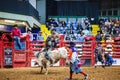 Bull riding competition in the Stockyards Championship Rodeo