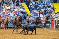 Team roping competition in the Stockyards Championship Rodeo Royalty Free Stock Photo