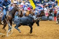 Team roping competition in the Stockyards Championship Rodeo Royalty Free Stock Photo