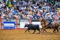 Team roping competition in the Stockyards Championship Rodeo Royalty Free Stock Photo