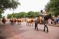 A herd of longhorn cattle parading through the Fort Worth Stockyards accompanied by cowboys on horseback Royalty Free Stock Photo