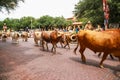 A herd of longhorn cattle parading through the Fort Worth Stockyards accompanied by cowboys on horseback