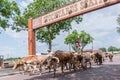 Fort Worth Texas Longhorn Cattle Drive Royalty Free Stock Photo