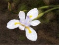 Fortnight Lily or African Iris