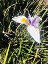 Fortnight lily under sunshine day. Royalty Free Stock Photo