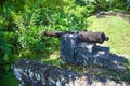 Fortress. Guns of Fort Zeelandia, Guyana. Fort Zealand is located on the island of the Essequibo river. The Fort was built in 1743 Royalty Free Stock Photo