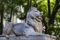 Fortress is one of the two lions made of pink Tennessee marble that guard the front door of the New York Public Library. Royalty Free Stock Photo