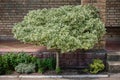 Fortune Euonymus silver queen on a trunk. Euonymus fortunei winter creeper or spindle tree