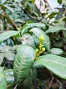 Fortune plant flower bud