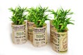 Fortune Plant Saplings Wrapped in Indian 500 Rupees on White Background