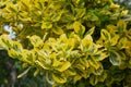 Fortune`s spindle in bloom, winter creeper, wintercreeper - Euonymus fortunei `Emerald`n`Gold`