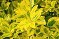 Fortune`s spindle Euonymus fortunei in garden. Detail of emerald golden leaves of wintercreeper. Close up of yellow and green l