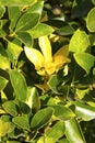 Fortune`s spindle Euonymus fortunei is a species of flowering plant in the family Celastraceae, Green leaves on a bush in early