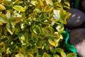 Fortune`s spindle, winter creeper, wintercreeper - Euonymus fortunei `Emerald`n`Gold`.