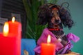 Fortune teller dog sits at table with candles, Halloween ritual, dream boarding