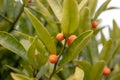 Fortunella hindsii plant with fruits Royalty Free Stock Photo