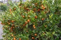 Fortunella kugli or kucle citrus hybrid tree with ripe fruits