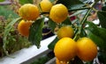 Fortunella margarita Kumquats cumquats Royalty Free Stock Photo