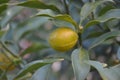 Fortunella margarita Lour. Swingle Kumquat in winter shoot