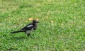 The forty bird walks on green grass in the park