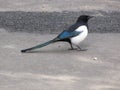 Forty on the road bird on the ground in spring, one bird Royalty Free Stock Photo