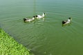 Forward movement of ducks