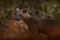 Fosa, Cryptoprocta ferox, Kirindy Forest in Madagascar. Beast of prey predator endemic in nature Madagascar. Fosa, mammal in
