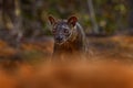 Fosa,endemic rare animal, Kirindy Forest in Madagascar. Fosa in the nature habitat Royalty Free Stock Photo