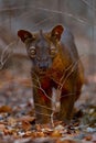 Fosa in nature forest habitat, endemic nature in Madagascar. Fosa walk in Kirindy Forest, Africa