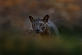 Fosa portrait, Cryptoprocta ferox, Kirindy Forest in Madagascar. Beast of prey predator endemic in nature Madagascar. Fosa, mammal