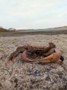 Fosil crab Royalty Free Stock Photo
