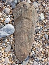 Fosil of a old ancient timber that's Fosillised in to Rock on the south coast of Devon uk