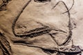 Fosil of several well preserved mesosaurus