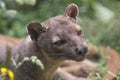 Fossa Royalty Free Stock Photo