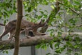 Fossa Cryptoprocta Ferox Cat In Madagascar