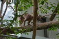 Fossa Cryptoprocta Ferox Cat In Madagascar Royalty Free Stock Photo