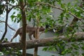 Fossa Cryptoprocta Ferox Cat In Madagascar Royalty Free Stock Photo