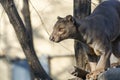 Fossa (Cryptoprocta ferox) Royalty Free Stock Photo