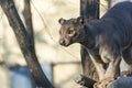 Fossa (Cryptoprocta ferox)